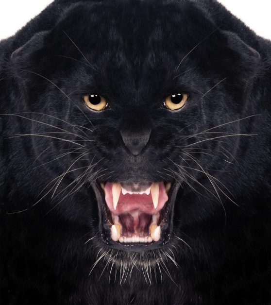 Welche schwarzfelligen Tiere werden auch als schwarze Panther