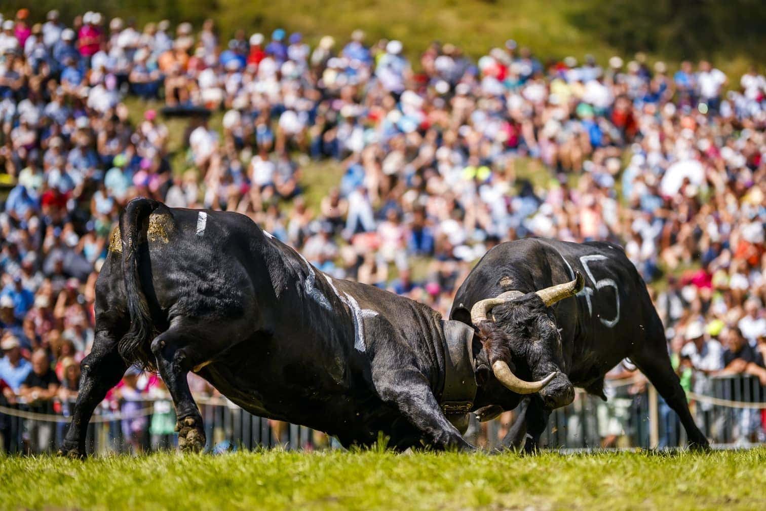 die ihre Kräfte bei den Kuhkämpfen "Reine du Cervin" (Königin des Matterhorns) messen.</p> Foto: dpa