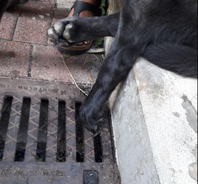 Hockenheim Hund klemmt Pfote in Gullydeckel ein Feuerwehr rettet ihn