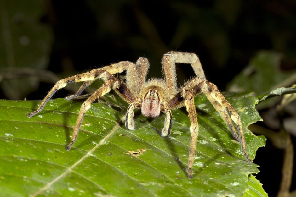 Die Brasilianische Wanderspinne ist eine Spinne aus der Familie der Kammspinnen (Ctenidae). Sie zählt zur Gattung der Phoneutria, deren Arten oft als Bananenspinnen bezeichnet. Die Brasilianische Wanderspinne gilt als die wohl giftigste Spinne überhaupt. Ihr Gift kann auch für einen gesunden Menschen lebensgefährlich werden. Sie lebt in Argentinien, Brasilien, Paraguay und Uruguay. Foto: Shutterstock/Dr Morley Read