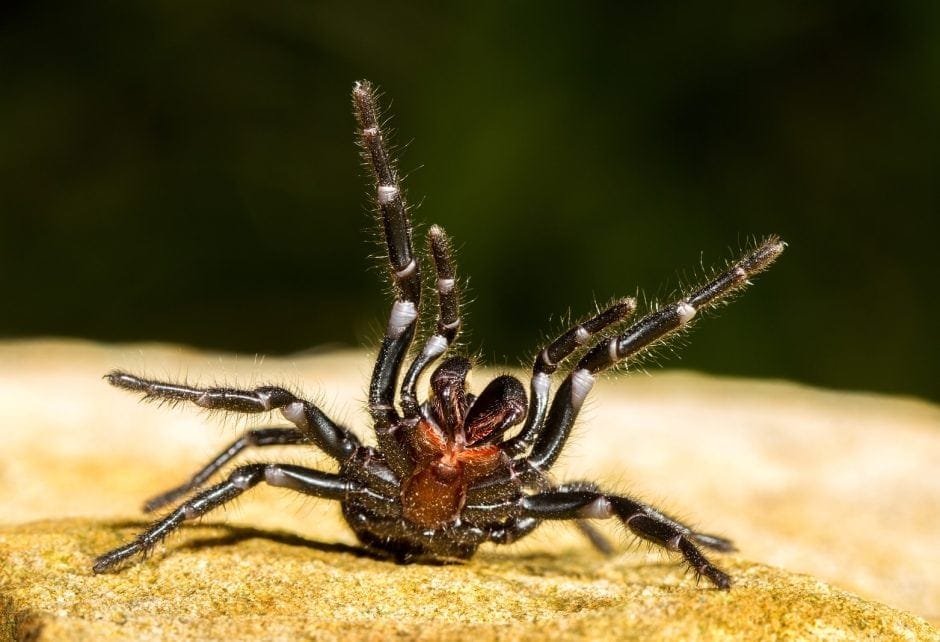 Die Sydney-Trichternetzspinne gehört zur Gattung der Atrax und zur Familie der Atracidae. Sie kommt sowohl im Stadtgebiet als auch in der Umgebung von Sydney vor. Ihr Biss kann für Menschen eine erhebliche Gefahr darstellen und sogar tödlich sein. Seit 1981 gibt es ein Gegengift. Foto: Shutterstock/Ken Griffiths