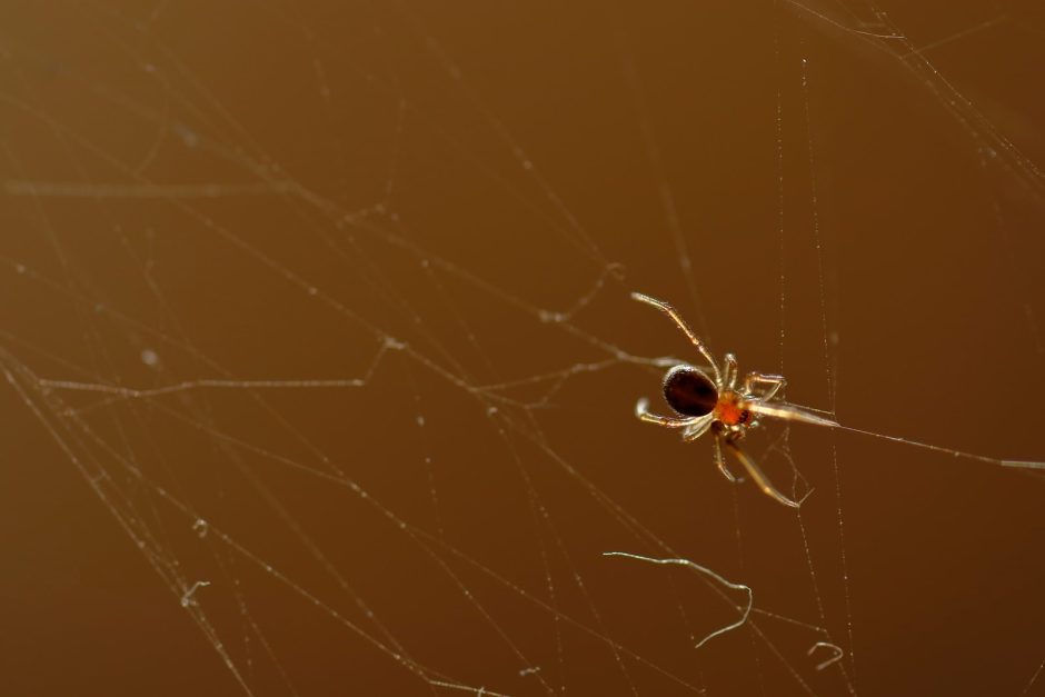 Die chilenische Winkelspinne gehört zur Familie der Sicariidae und kommt vor allem in Chile vor. Ihr Biss gilt als sehr gefährlich, zumal kein echtes Gegenmittel bekannt ist. Der Tod tritt durch Gewebezerstörung und Leberversagen ein. Sie lebt vor allem in dunklen Ecken von Wohnungen. Foto: Shutterstock/Jonathan Chancasana