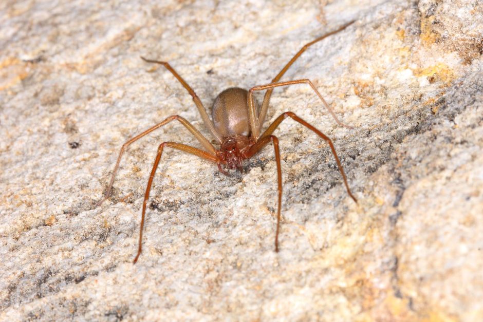 Die Braune Einsiedlerspinne ist eine Art der Echten Webspinnen aus der Familie der Sicariidae. Sie kommt im Mittleren Westen und Süden der USA vor. Die Spinne ist eigentlich nicht aggressiv und beißt nur, wenn sie zerdrückt zu werden droht. Todesfälle kommen vor, sind aber selten. Foto: Shutterstock/Pong Wira