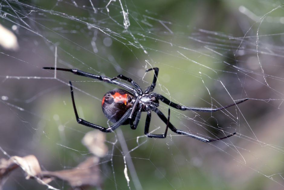 Die Rotrückenspinne ist eine ursprünglich in Australien beheimatete Haubennetzspinne. Sie gehört zur Gattung der Echten Witwen. Durch internationalen Handel kommt sie auch in Südostasien und Neuseeland vor. Auch in Belgien und Dänemark hat man Exemplare entdeckt, die sich aber wohl wegen der klimatischen Bedingungen nicht verbreiten konnten. Die männlichen Tiere sind ungiftig, gefährlich für den Menschen können lediglich die Weibchen werden. Foto: Shutterstock/Peter Waters