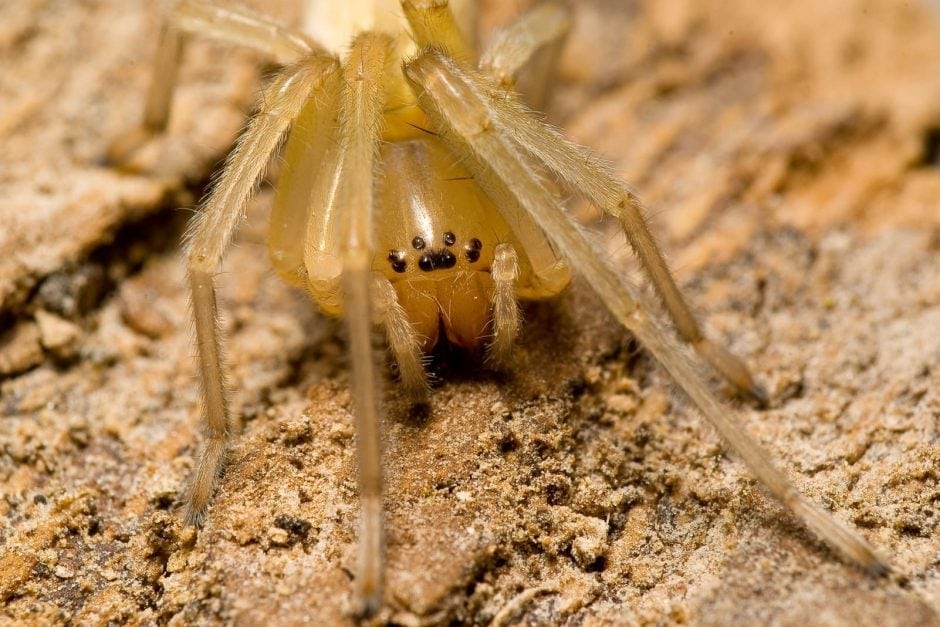 Der Hausdornfinger (Cheiracanthium mildei), gelegentlich auch Mildes Dornfinger oder Mildes Dornfingerspinne genannt, hatte ursprünglich ein Verbreitungsgebiet in Europa vom Mittelmeergebiet bis zum Kaukasus. Inzwischen ist die Art bis zu den Alpen vorgedrungen und kommt auch in Amerika vor. Foto: Shutterstock/Tyler Fox