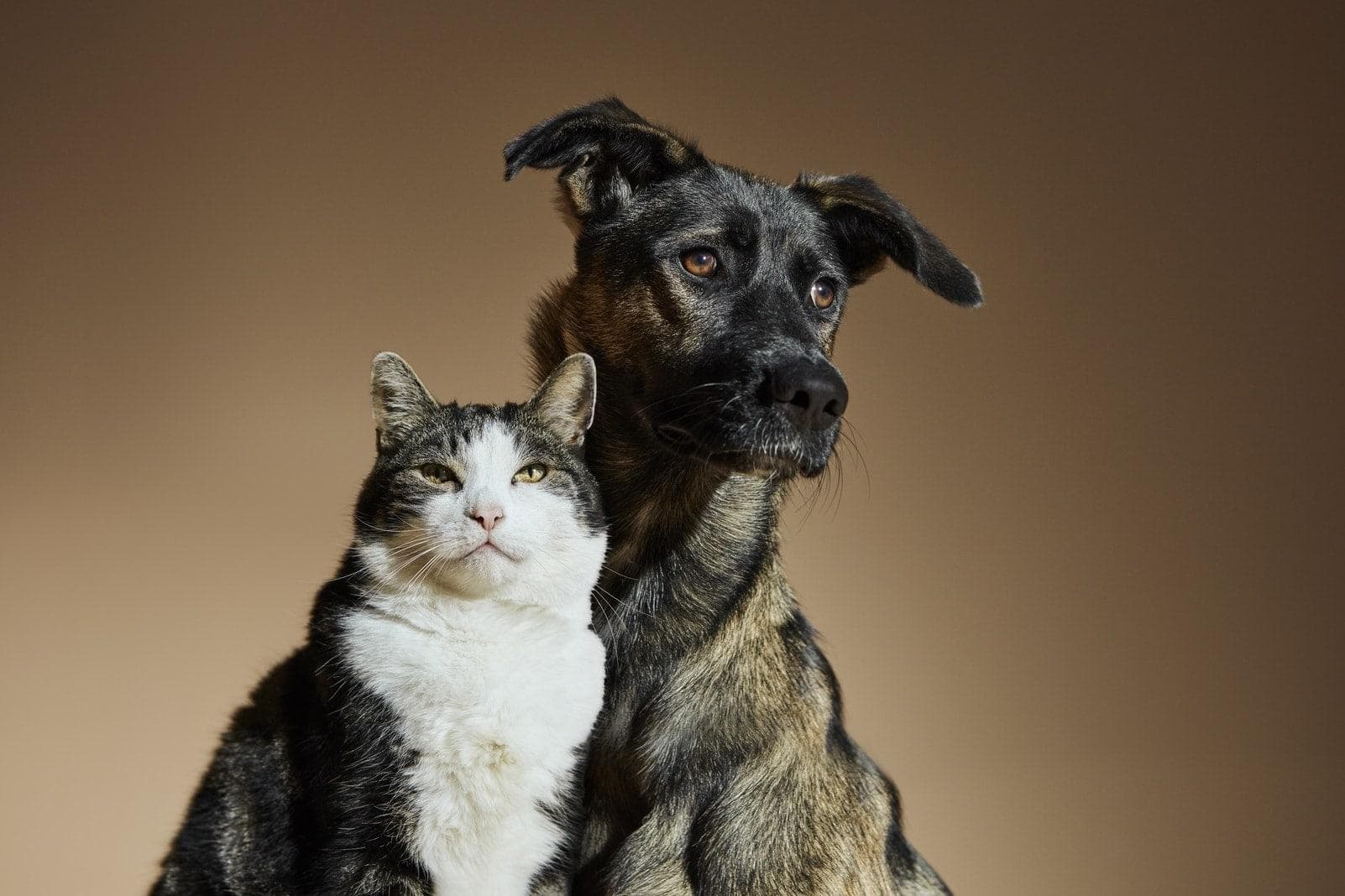 Hund und Katze in Deutschland mit Corona infiziert was bedeutet das?