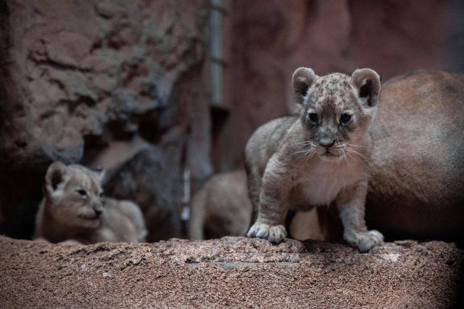 Löwenbabys Zoo Gelesenkirchen Zoom