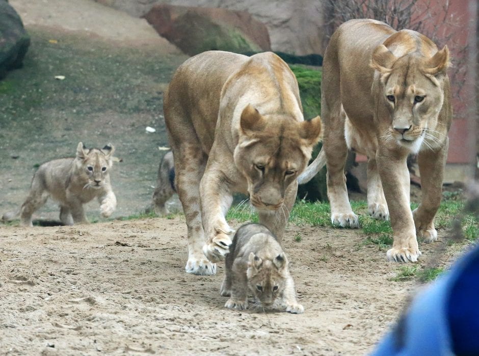 Löwenbabys Zoo Gelesenkirchen Zoom