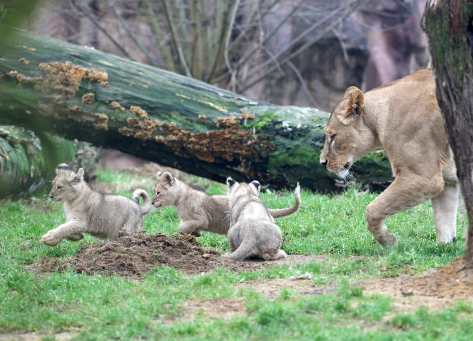 Löwenbabys Zoo Gelesenkirchen Zoom