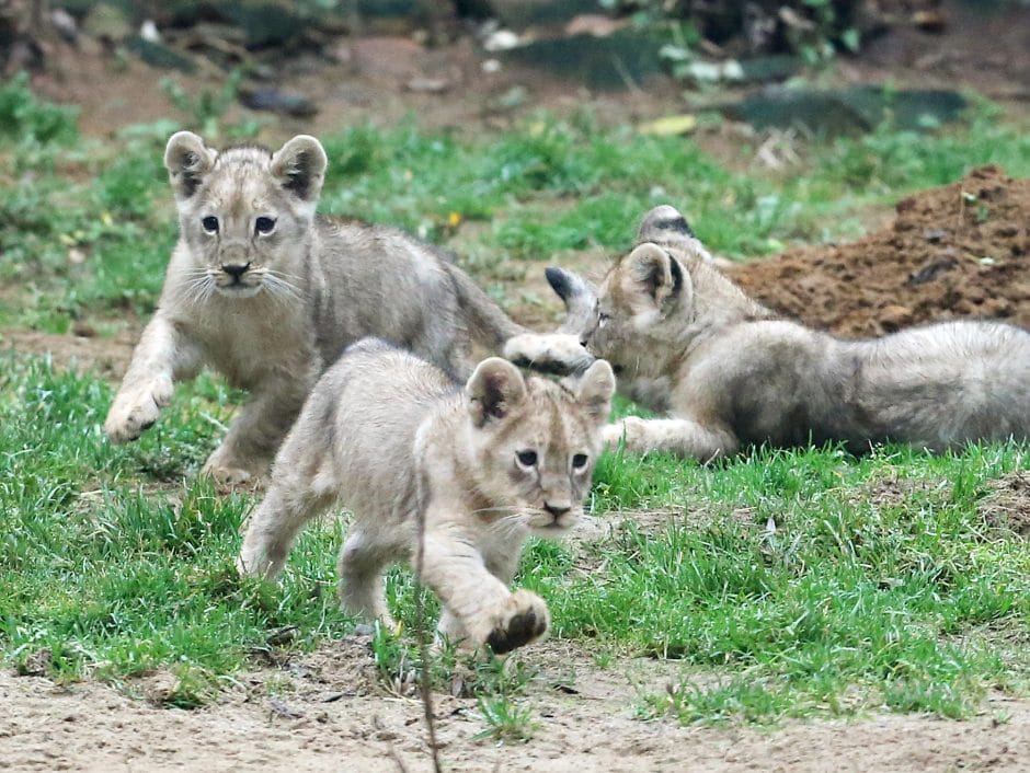 Löwenbabys Zoo Gelesenkirchen Zoom