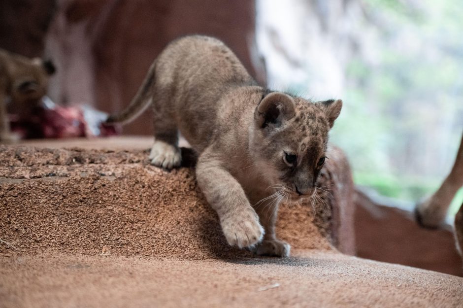 Löwenbabys Zoo Gelesenkirchen Zoom