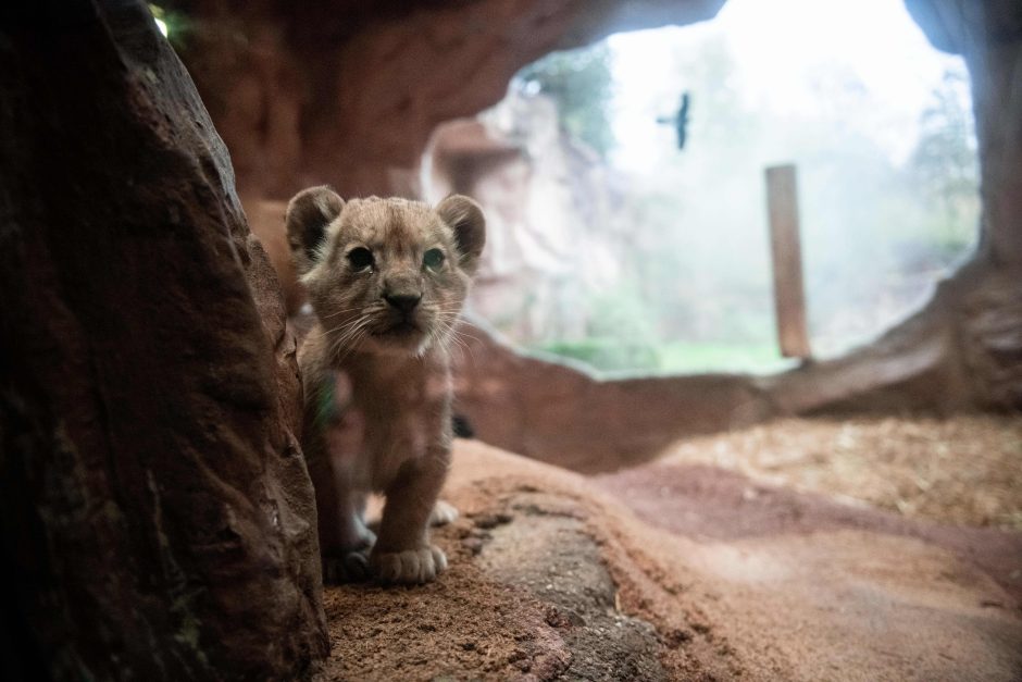 Löwenbabys Zoo Gelesenkirchen Zoom