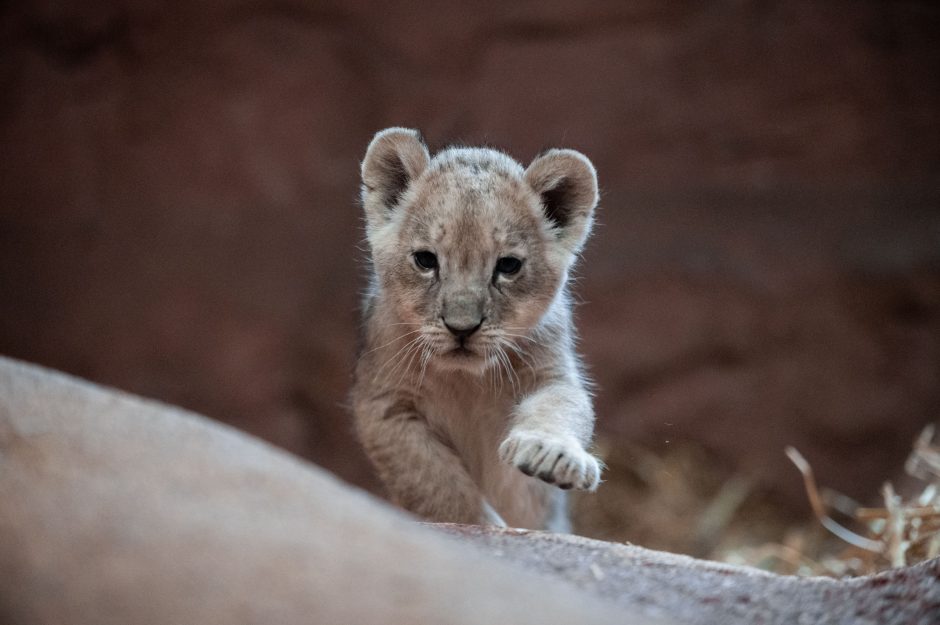 Löwenbabys Zoo Gelesenkirchen Zoom