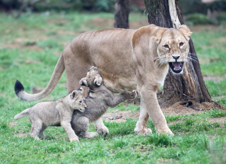 Löwenbabys Zoo Gelesenkirchen Zoom