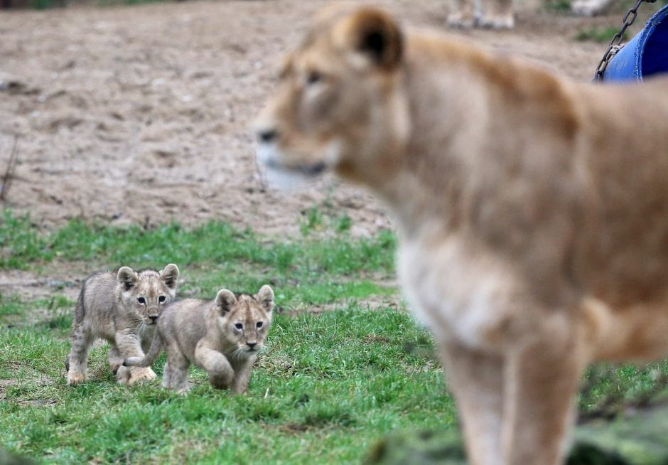 Löwenbabys Zoo Gelesenkirchen Zoom