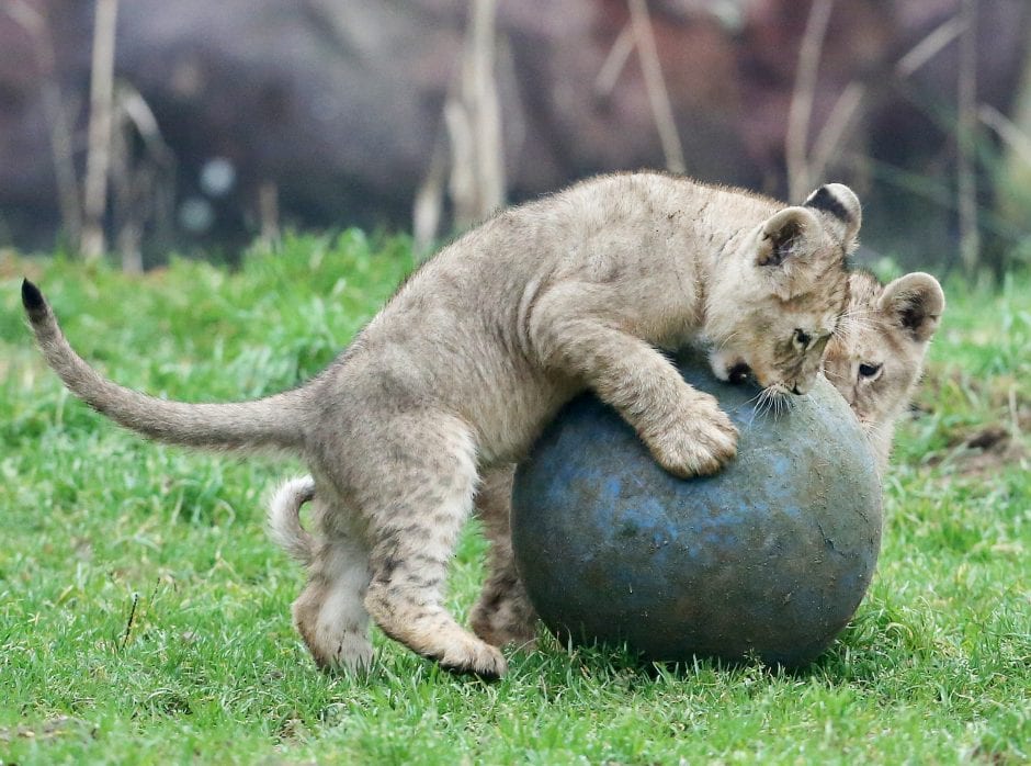 Löwenbabys Zoo Gelesenkirchen Zoom