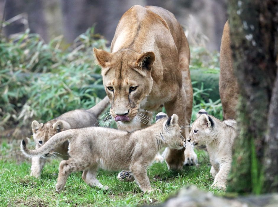 Löwenbabys Zoo Gelesenkirchen Zoom