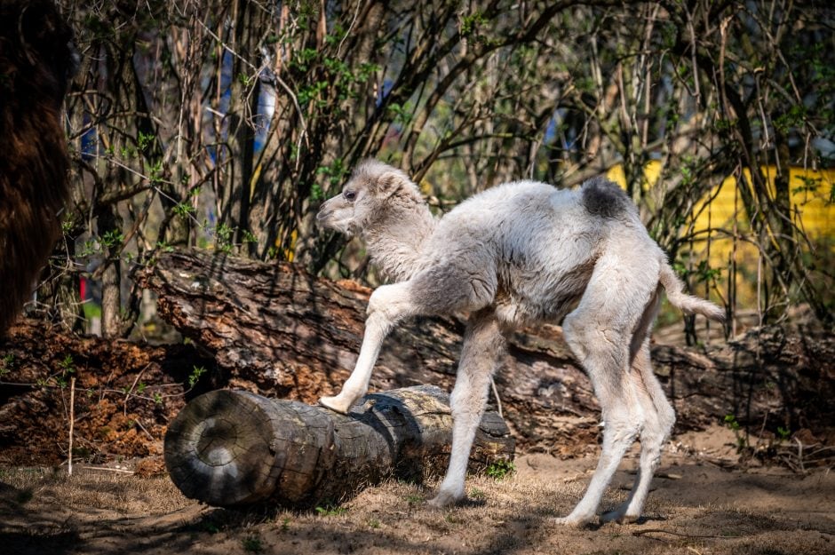 Zoo stellt Trampeltiernachwuchs mit ungewöhnlicher Färbung vor