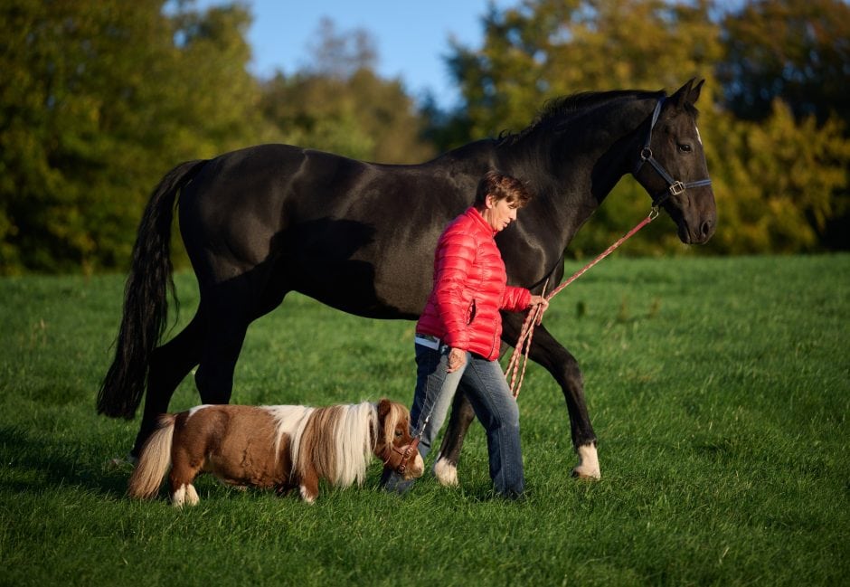 Das kleinste Pferd der Welt