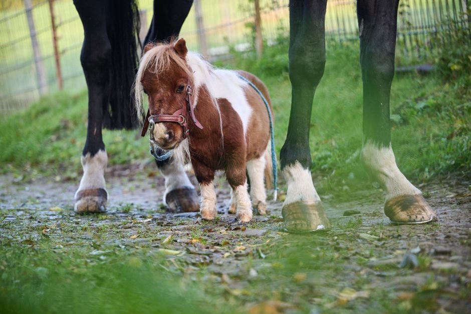 Das kleinste Pferd der Welt