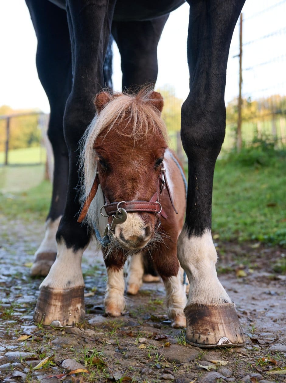 Das kleinste Pferd der Welt