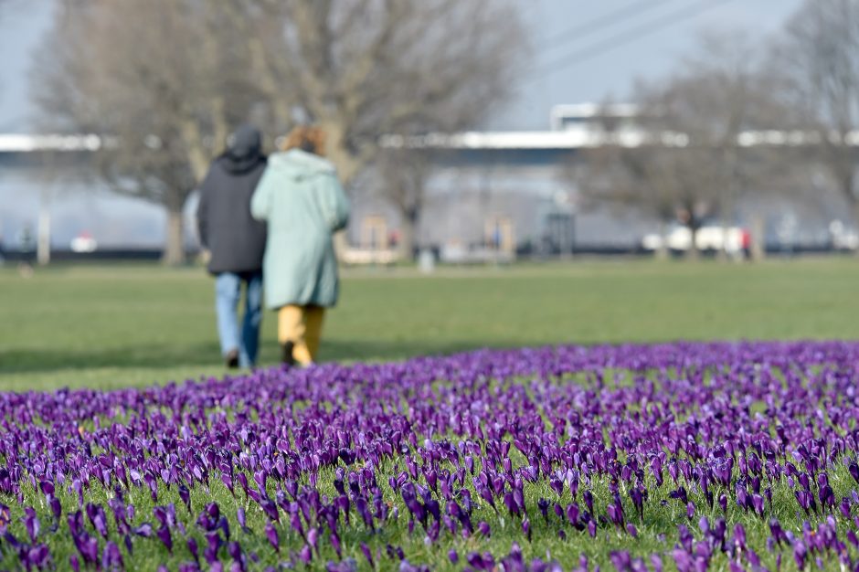 Frühling in Düsseldorf