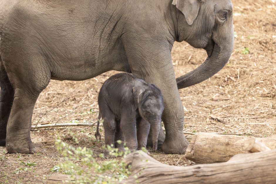 Namenloses Jungtier bei den Asiatischen Elefanten im Kölner Zoo