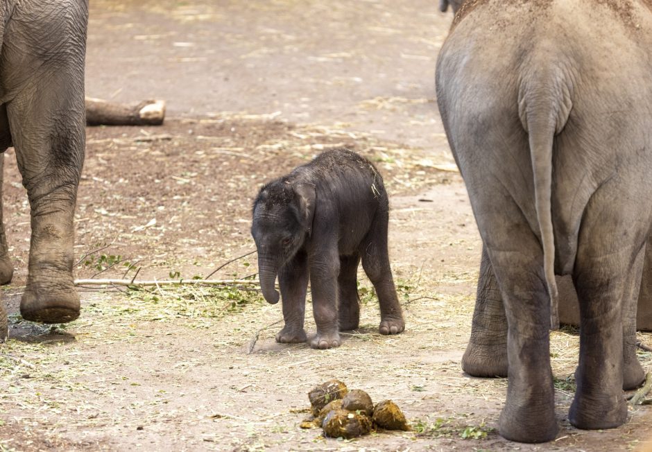 Namenloses Jungtier bei den Asiatischen Elefanten im Kölner Zoo