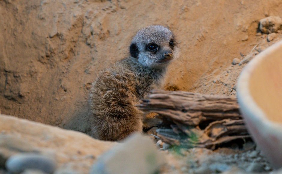 Erdmännchen Kölner Zoo