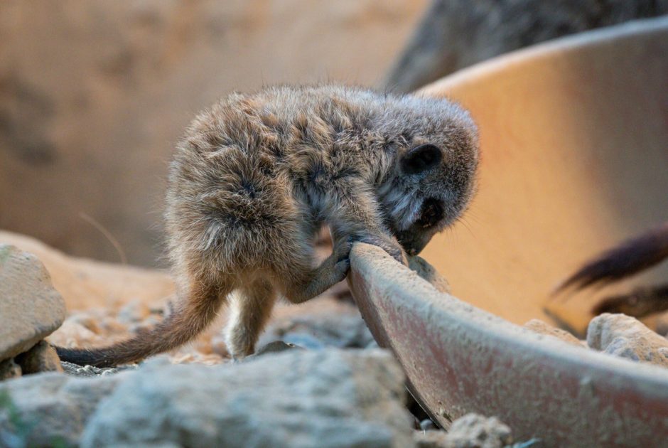 Erdmännchen Kölner Zoo