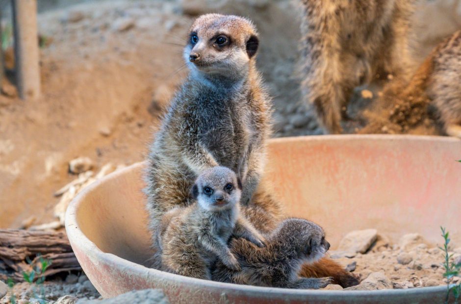 Erdmännchen Kölner Zoo