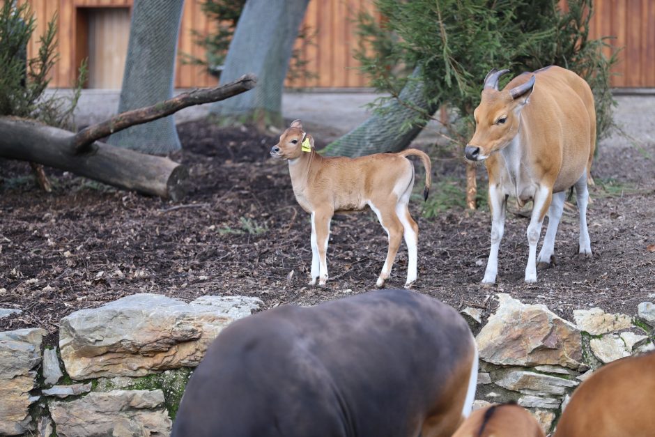 Banteng-Kälbchen im Kölner Zoo geboren