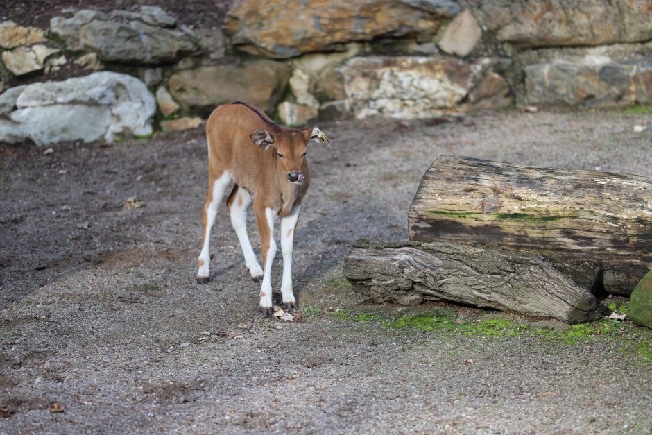 Banteng-Kälbchen im Kölner Zoo geboren