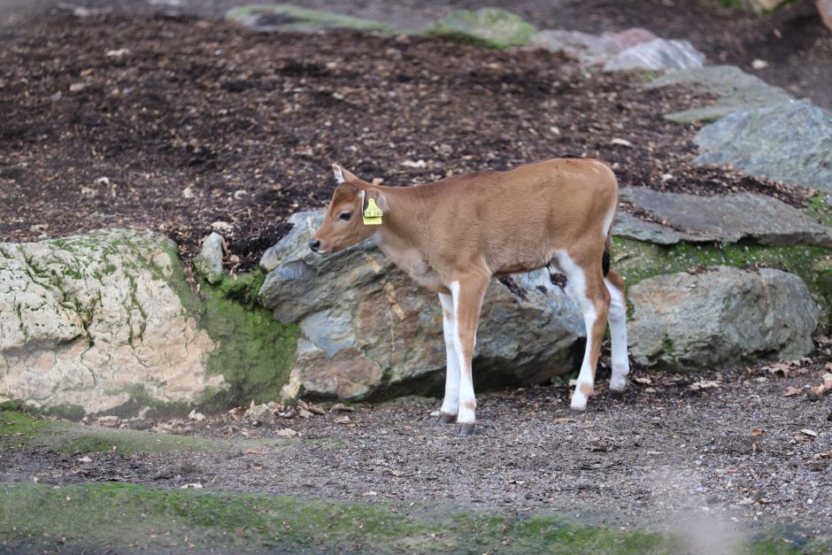 Banteng-Kälbchen im Kölner Zoo geboren