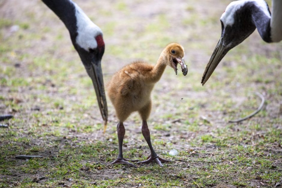 Kölner Zoo stellt Küken bei den Schneekranichen vor