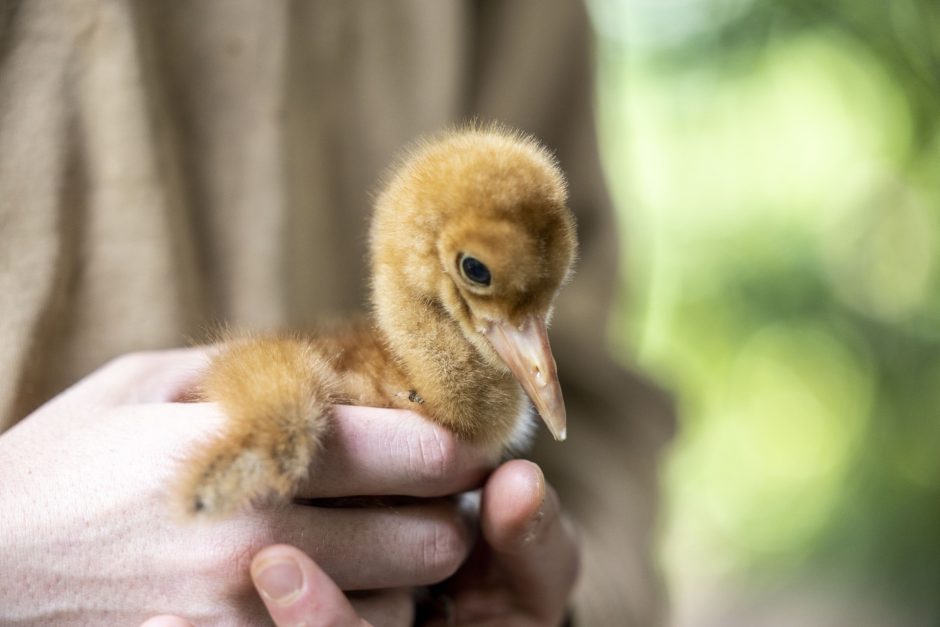 Kölner Zoo stellt Küken bei den Schneekranichen vor