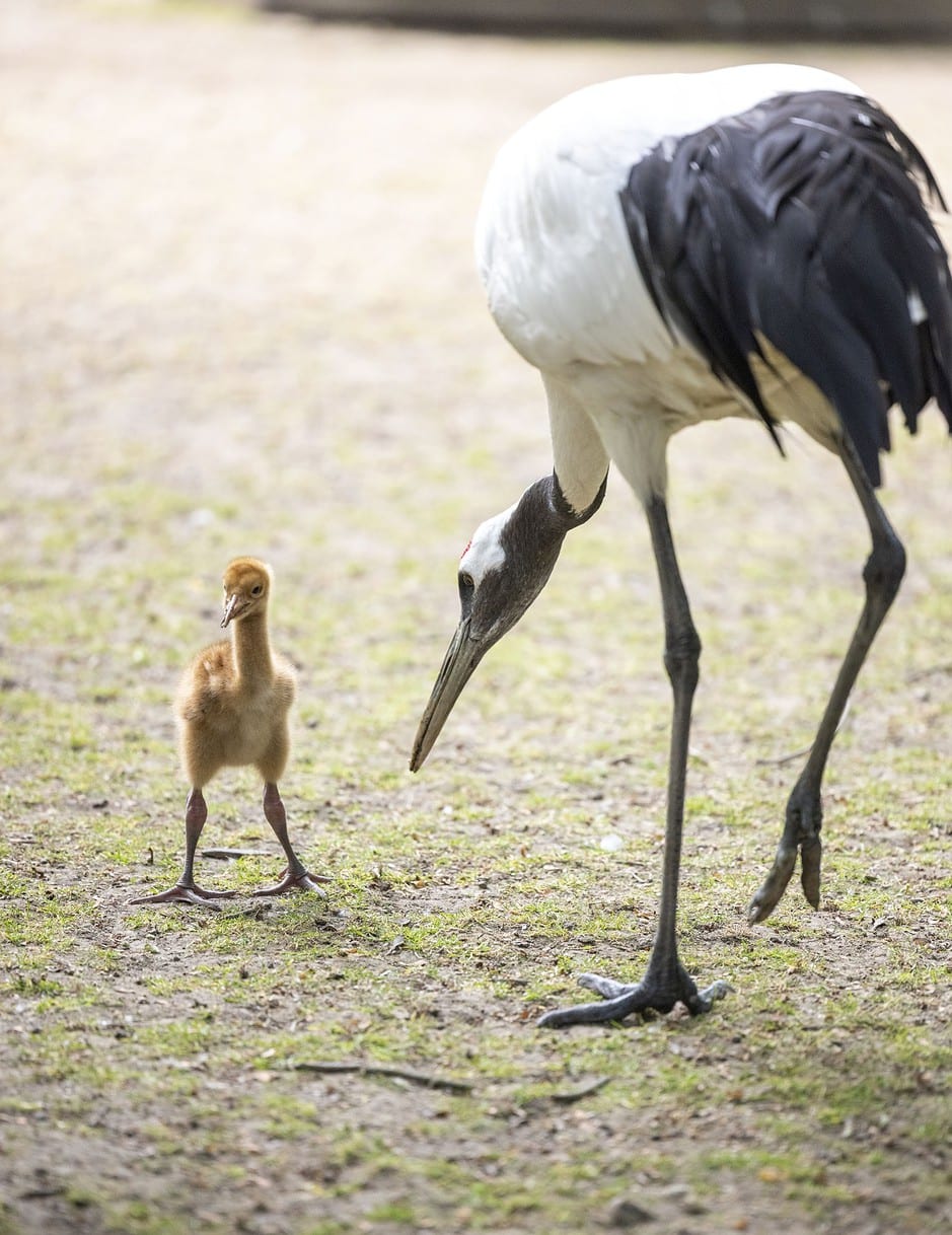 Kölner Zoo stellt Küken bei den Schneekranichen vor