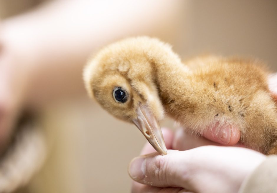 Kölner Zoo stellt Küken bei den Schneekranichen vor