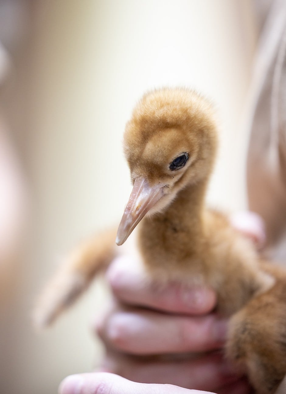 Kölner Zoo stellt Küken bei den Schneekranichen vor