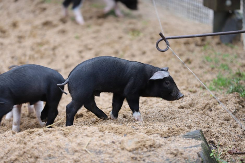 Zoo Köln zehn Schweinchen Babys