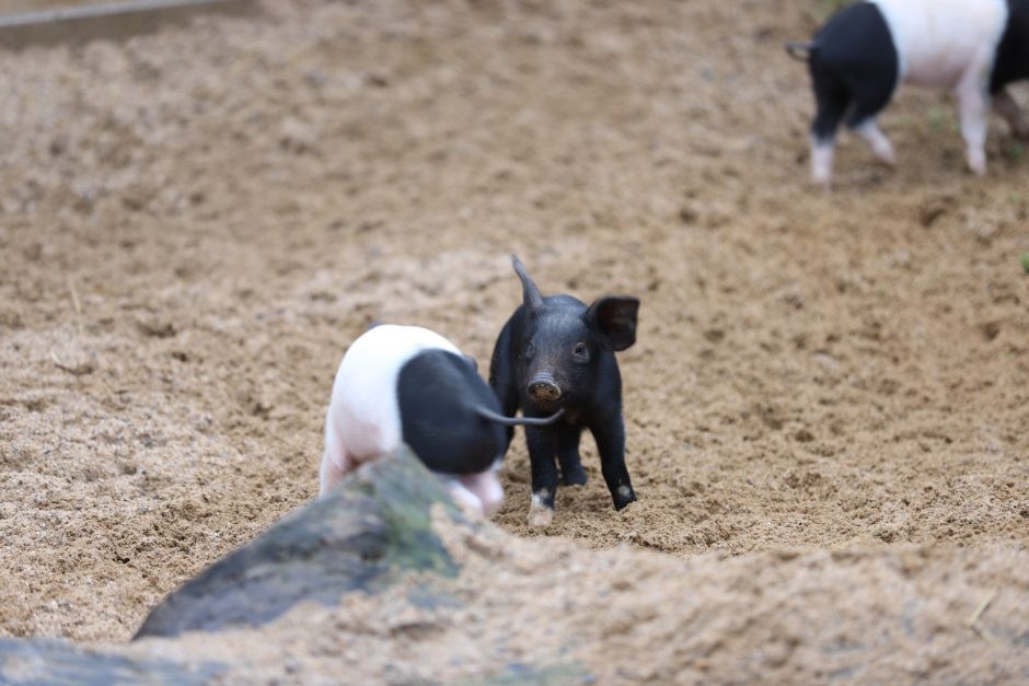 Zoo Köln zehn Schweinchen Babys