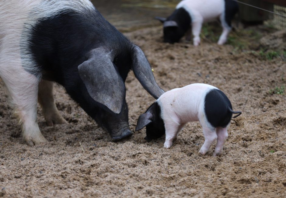 Zoo Köln zehn Schweinchen Babys