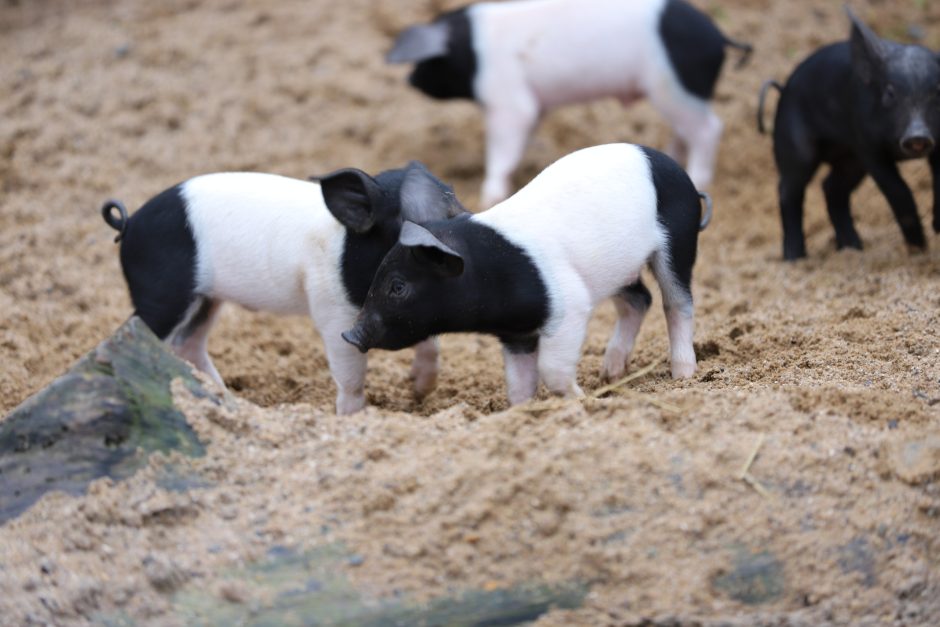 Zoo Köln zehn Schweinchen Babys