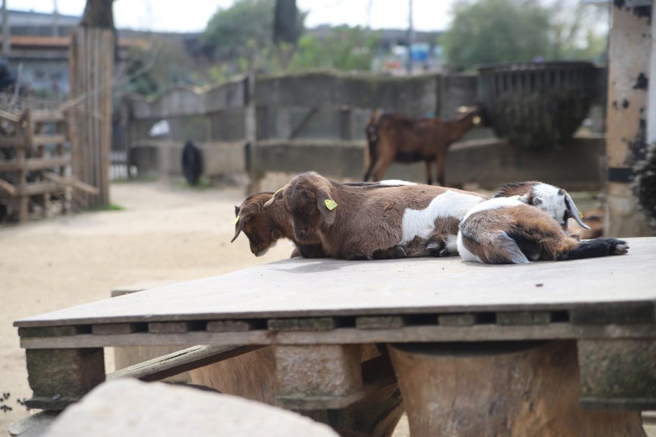 Nachwuchs bei den Ziegen im Kölner Zoo