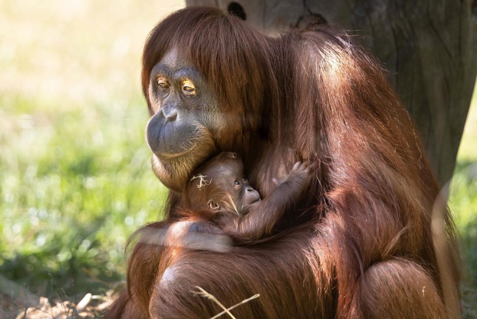 Orang-Utan bekommt Nachwuchs im Dortmunder Zoo 2022