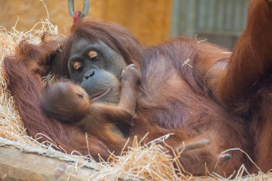 Orang-Utan bekommt Nachwuchs im Dortmunder Zoo 2022