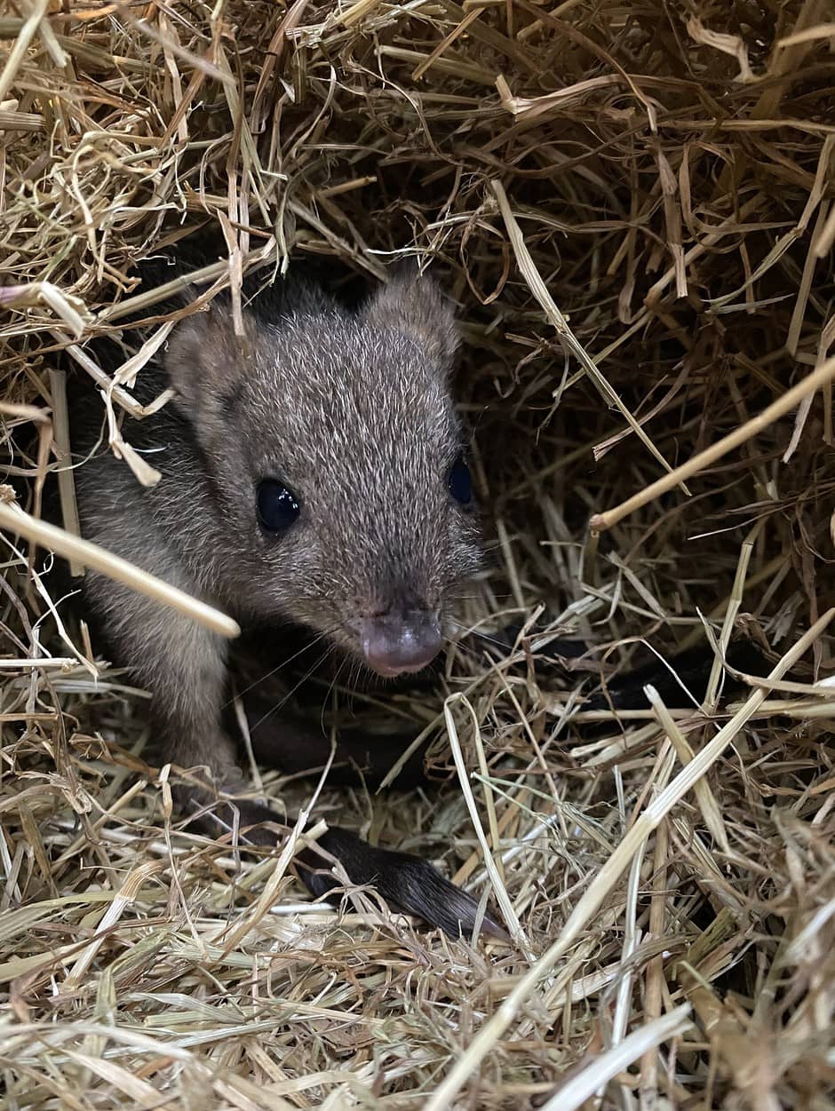 Bürstenschwanzratten-Känguru Zoo Duisburg