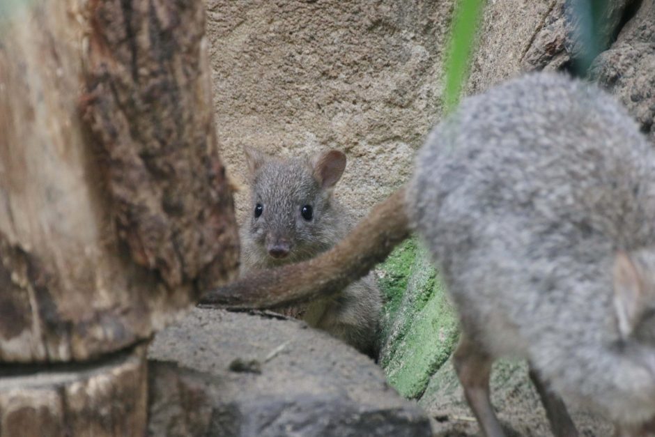 Bürstenschwanzratten-Känguru Zoo Duisburg