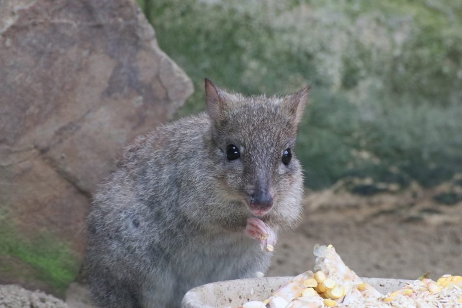 Bürstenschwanzratten-Känguru Zoo Duisburg