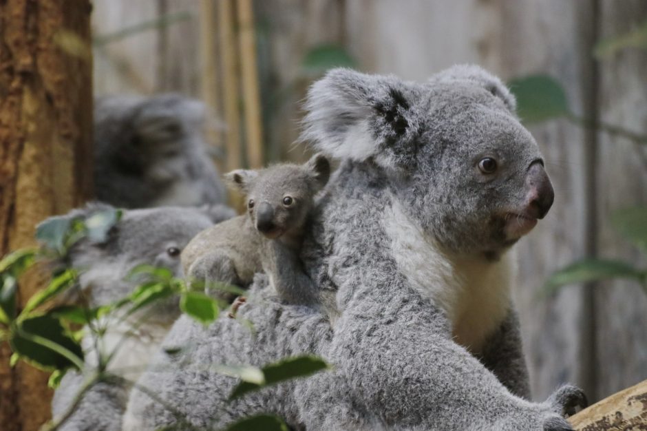 Kleiner Koala im Duisburger Zoo 2023